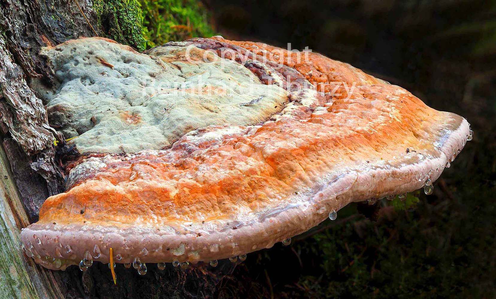red-belted_polypore_fungus