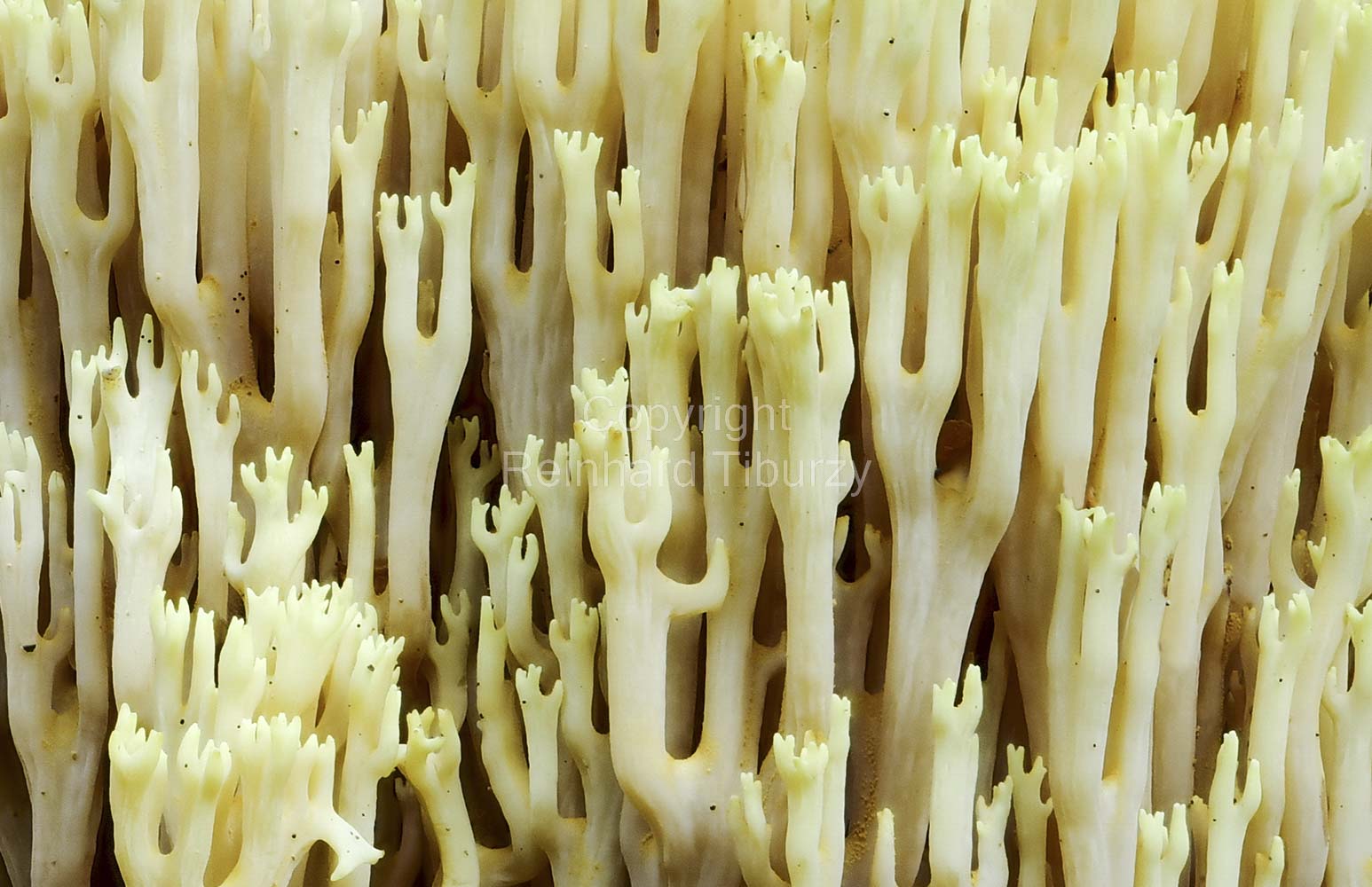 coral_fungus