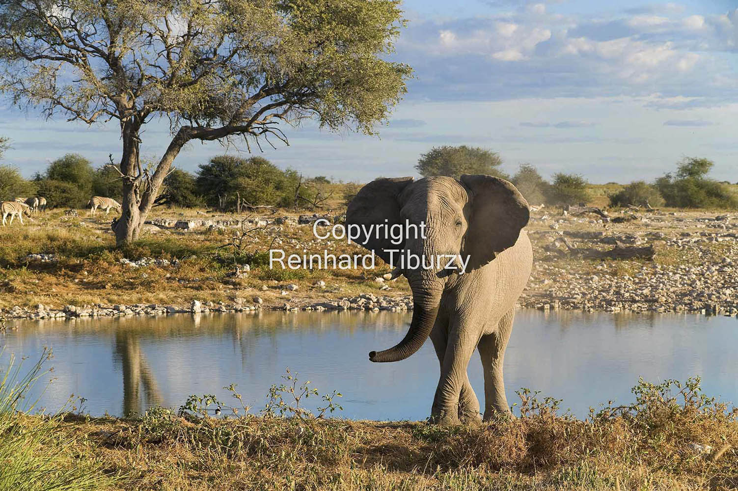 elephant_Etosha_National_Park_Namibia_Africa