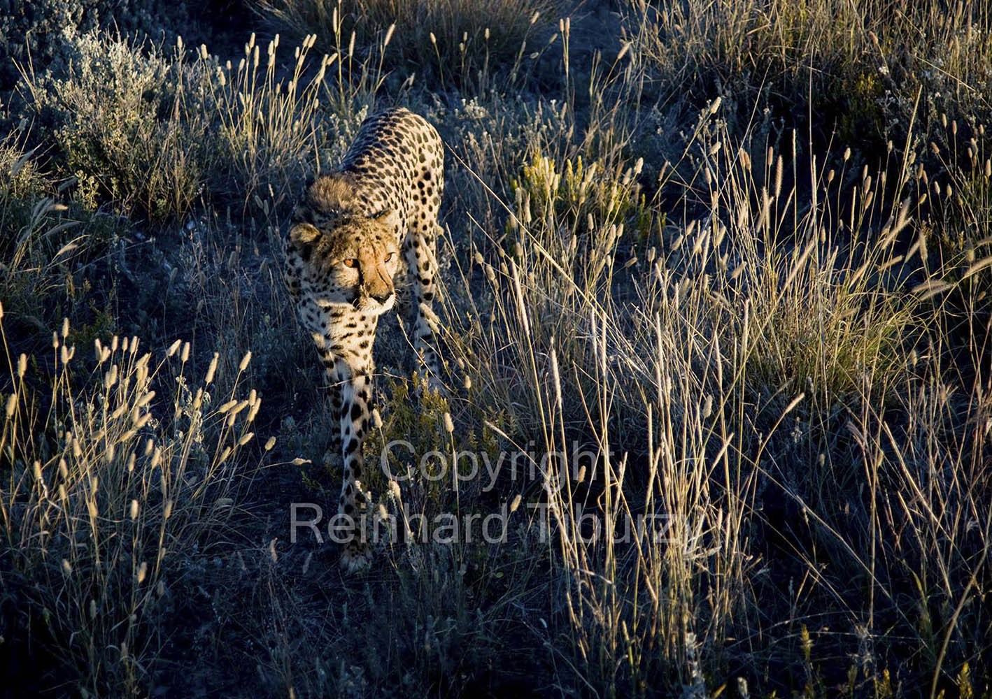 cheetah_Africa