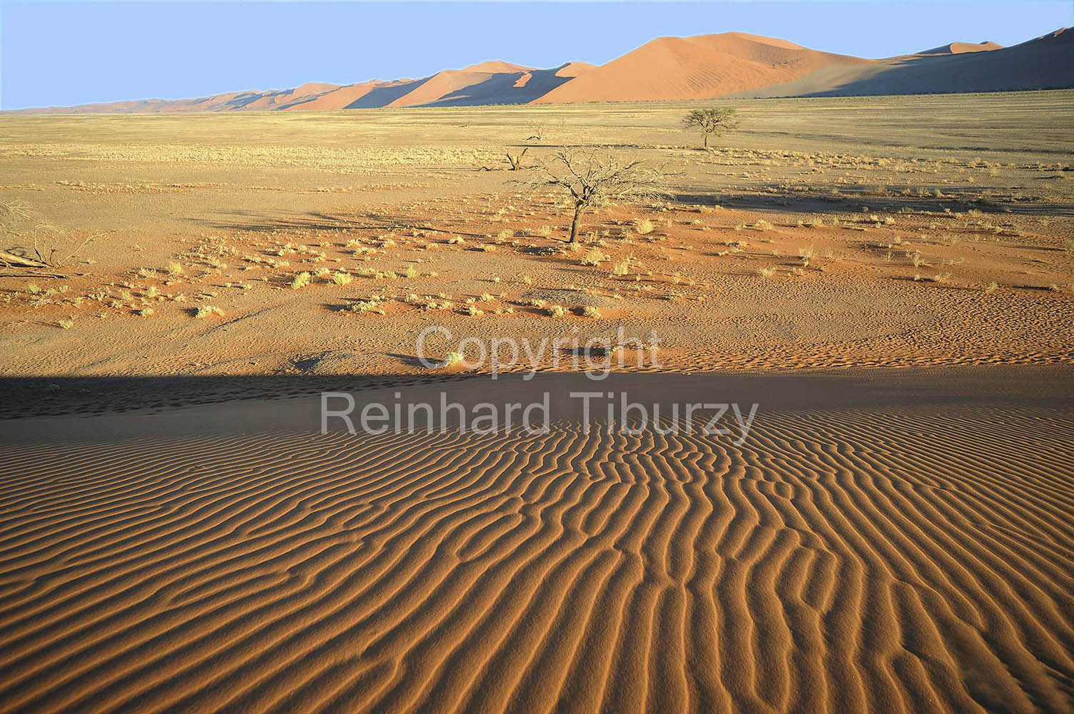 sand_dunes_camel_thorn_trees_Namib_desert_Namibia_Africa