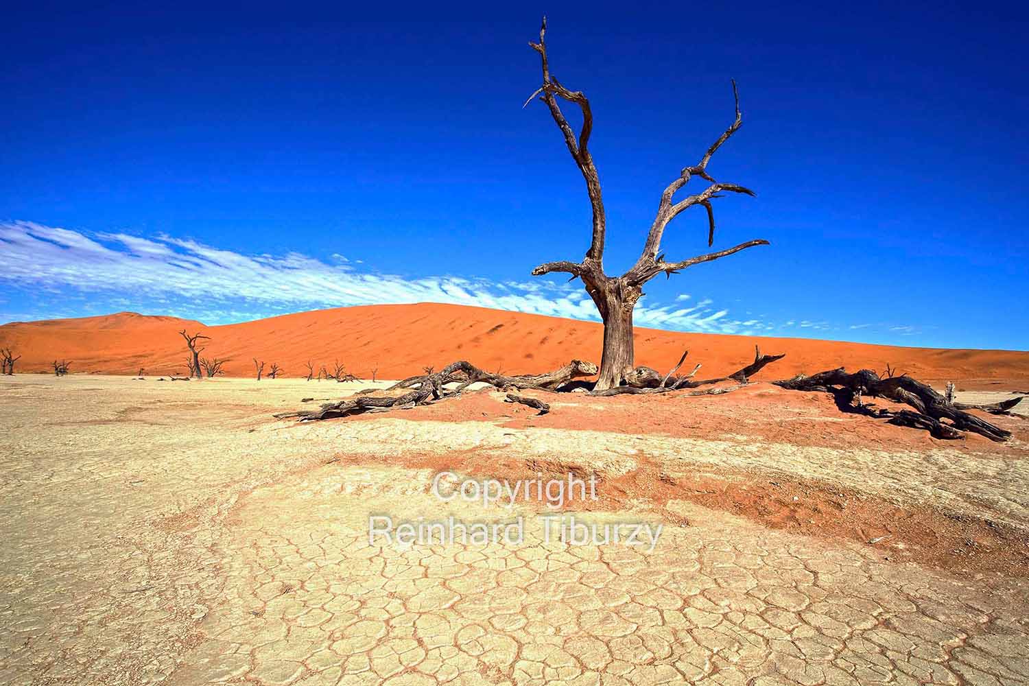 dead_trees_Sossusvlei_Namibia_Africa