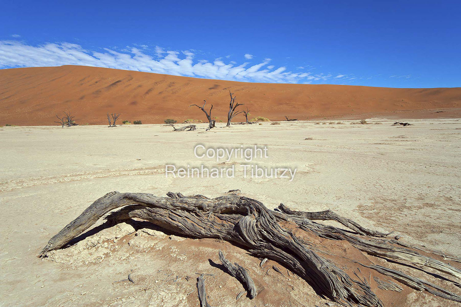 dead_trees_Sossusvlei_Namibia_Africa