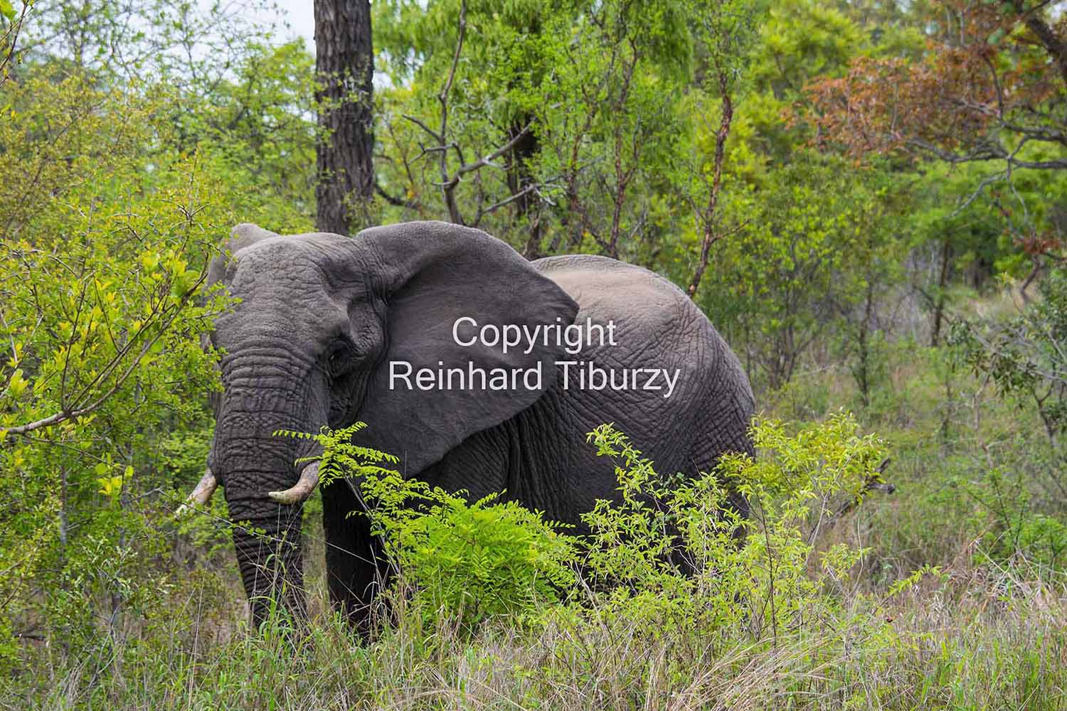 African_elephant_South_Africa