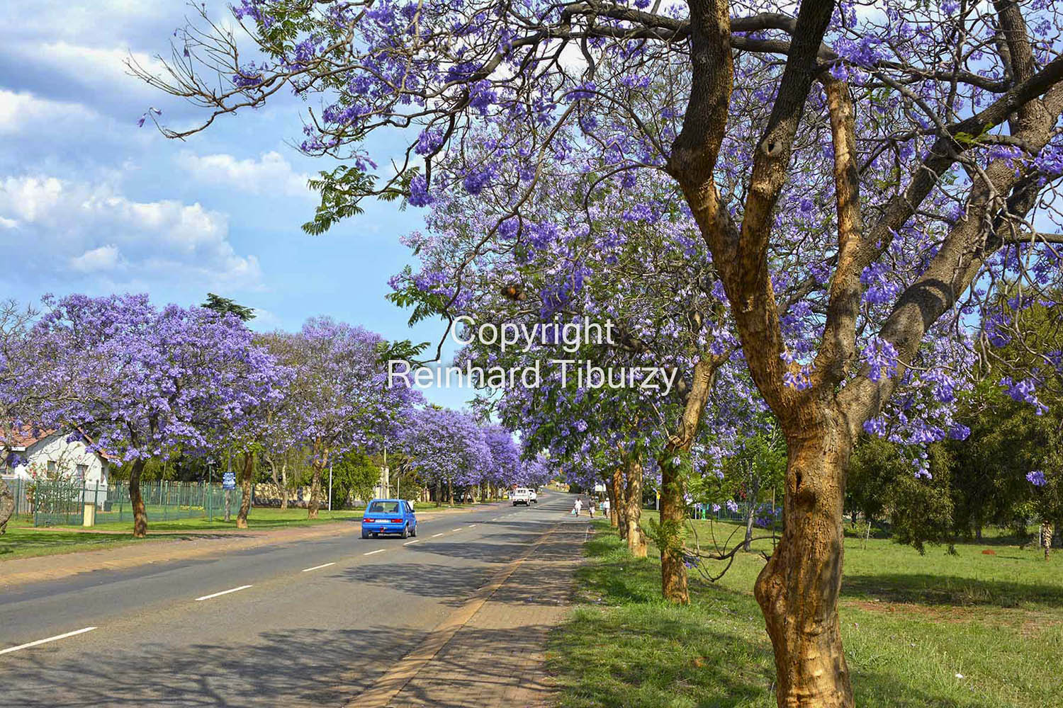 Jacaranda_trees_Johannesburg_South_Africa