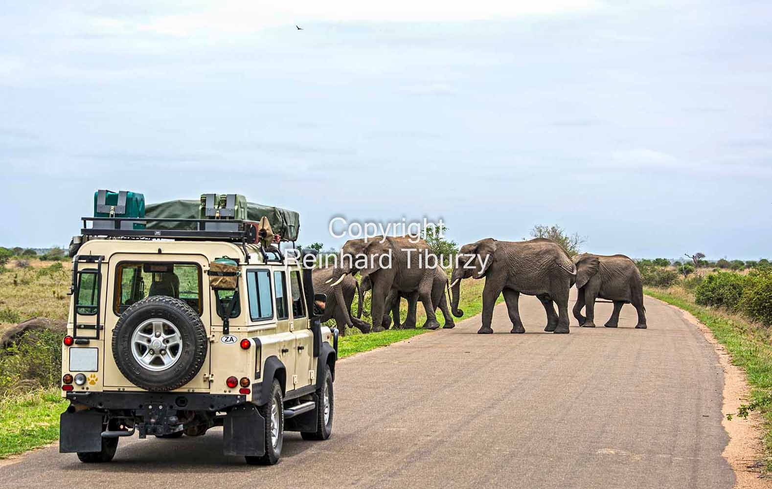 safari_Kruger_National_Park_South_Africa