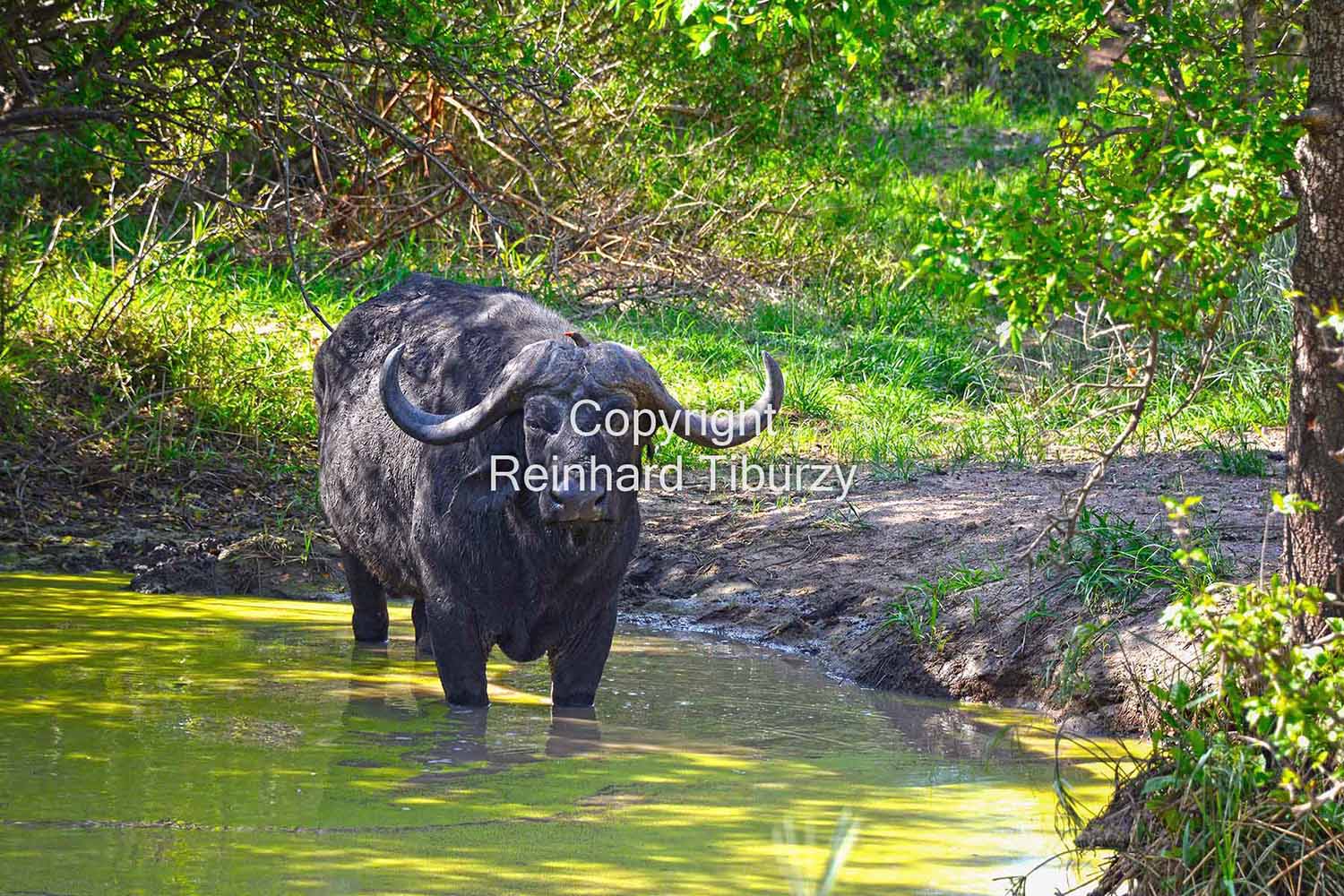 afrikanischer-bueffel-in-wasserloch-african-buffalo-in-water-pond