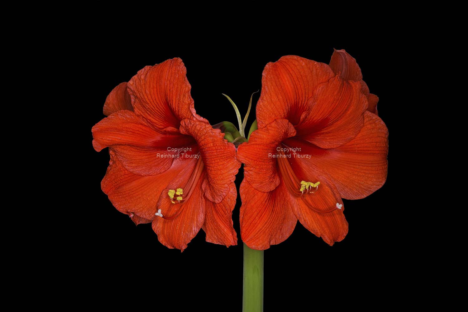 amaryllis_flower
