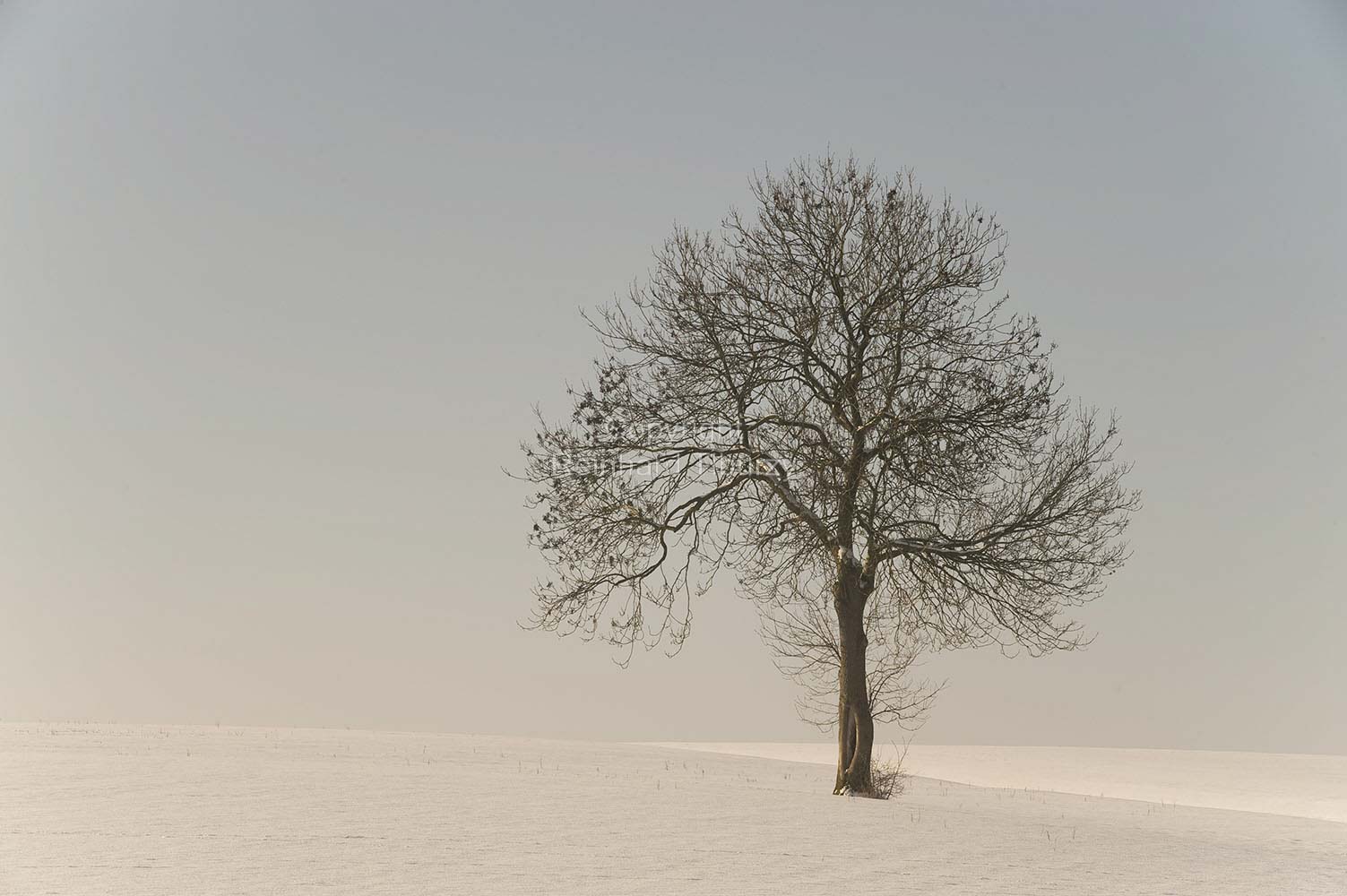 tree_winter