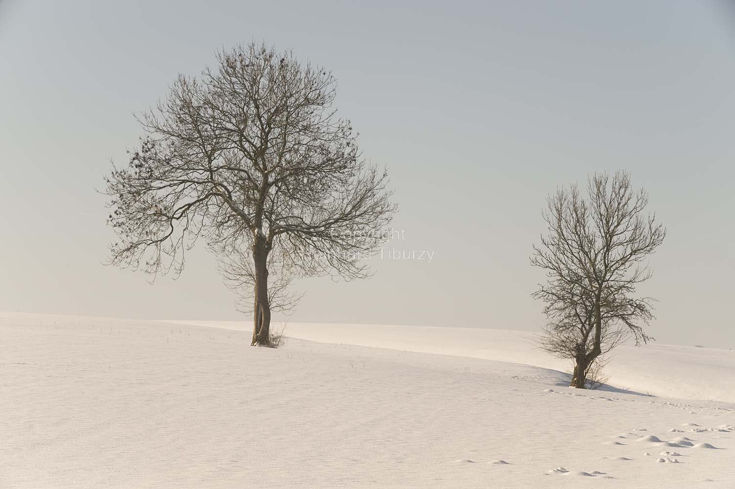 trees_winter