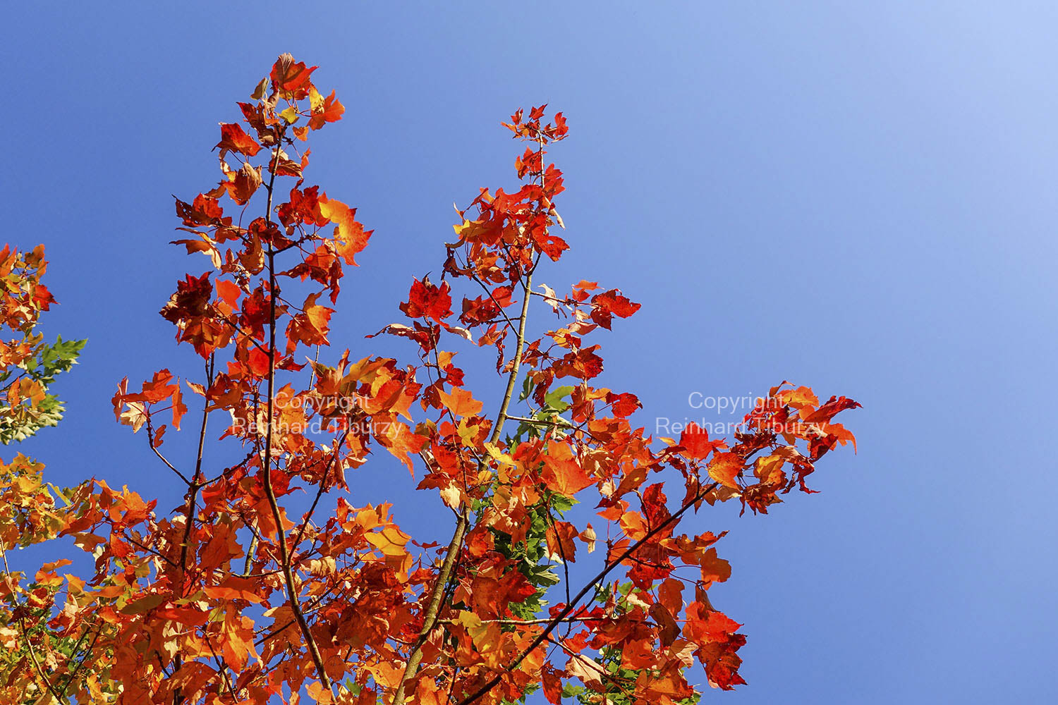 autumn_foliage_maple_tree