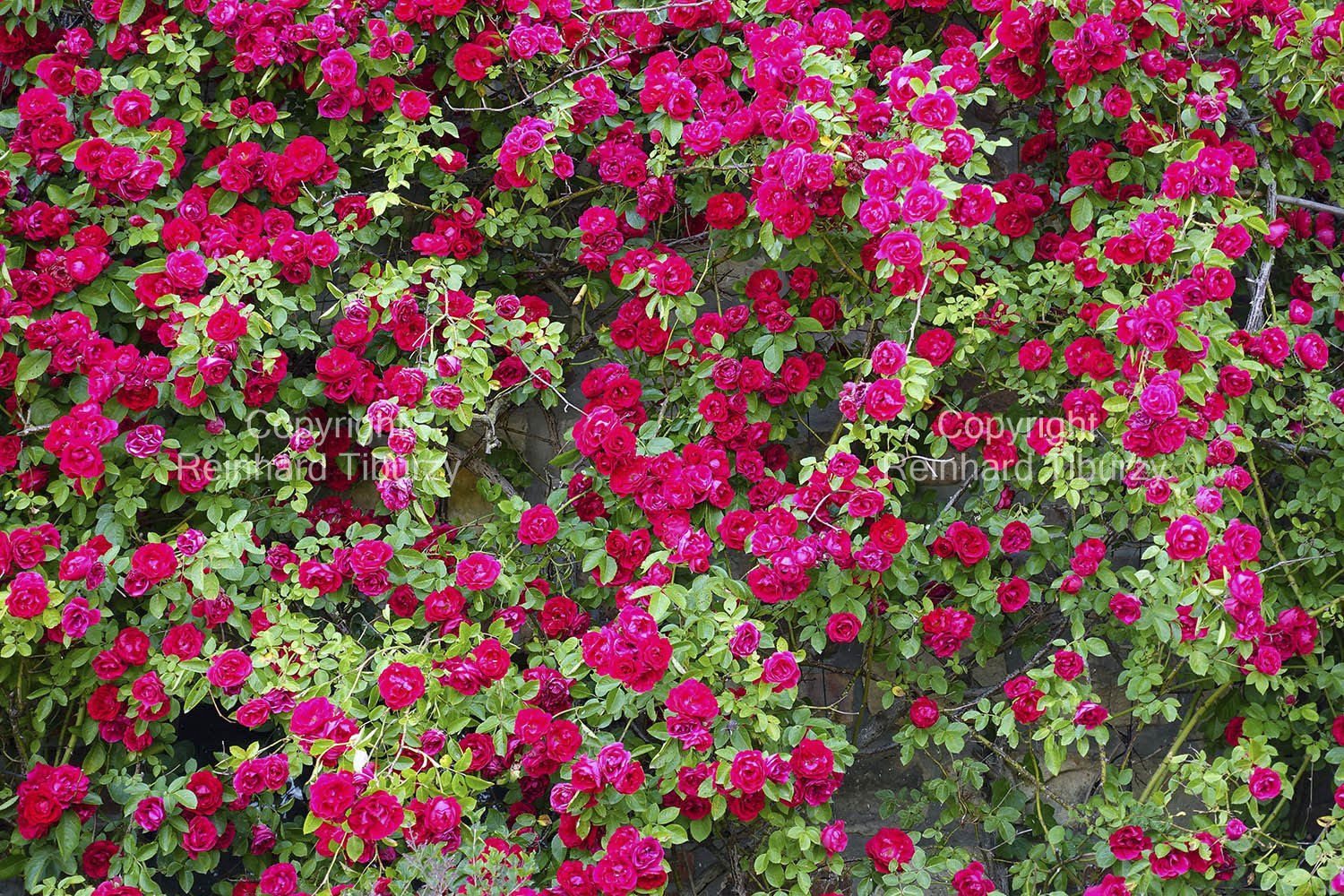 Red_climbing_roses_on_country_house