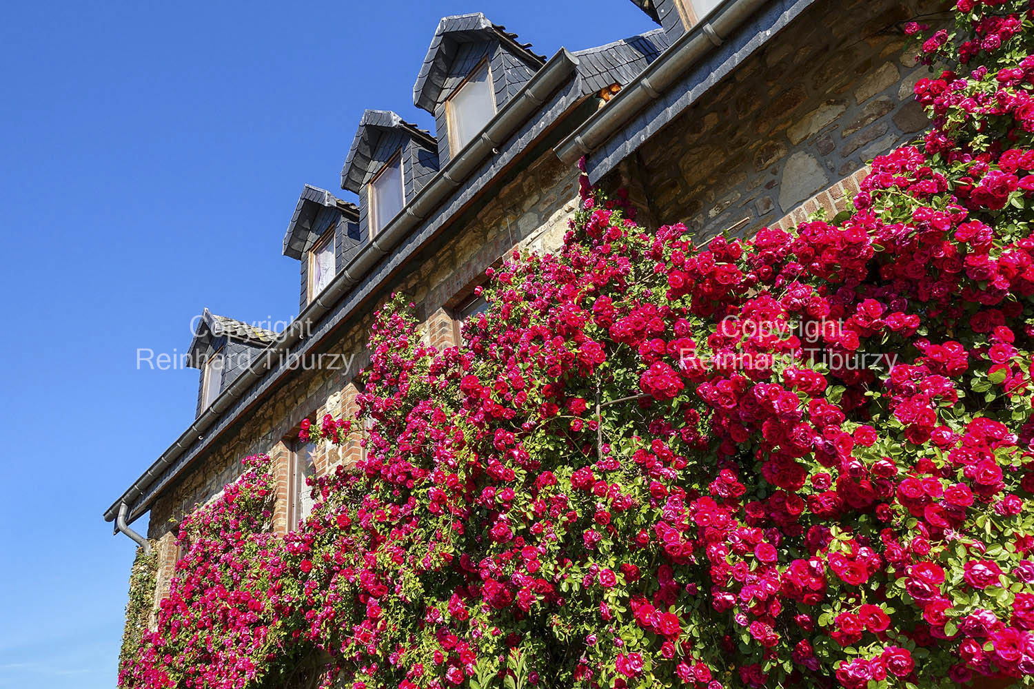 Red_climbing_roses_on_country_house