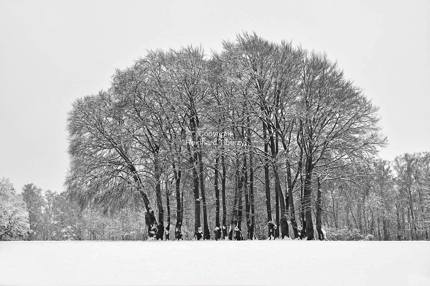 trees_in_winter