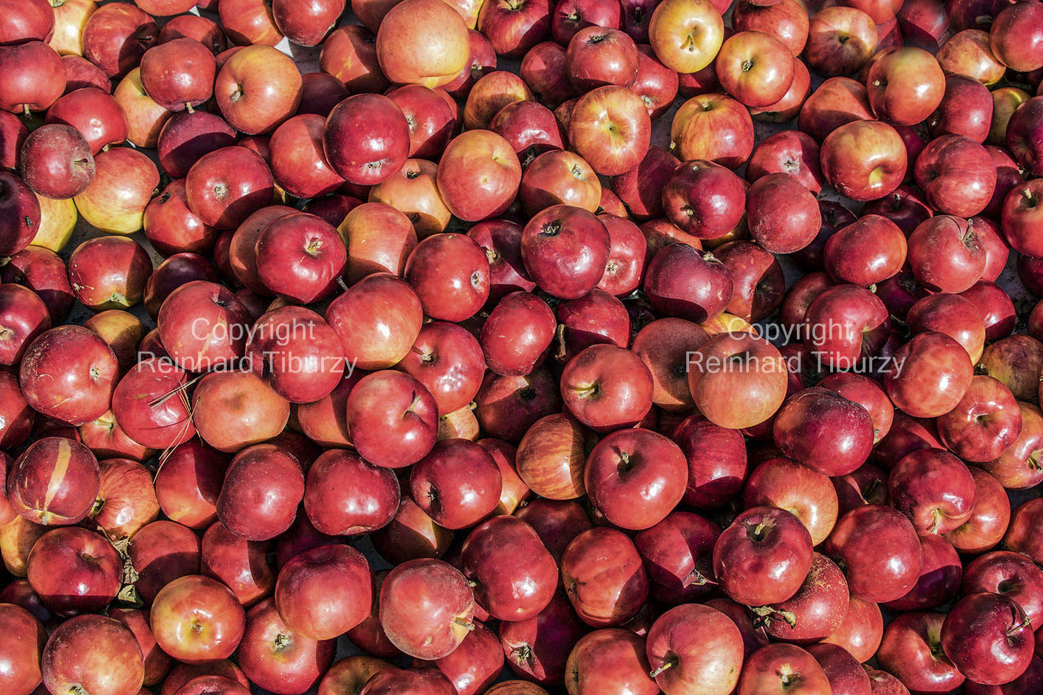 red_apples