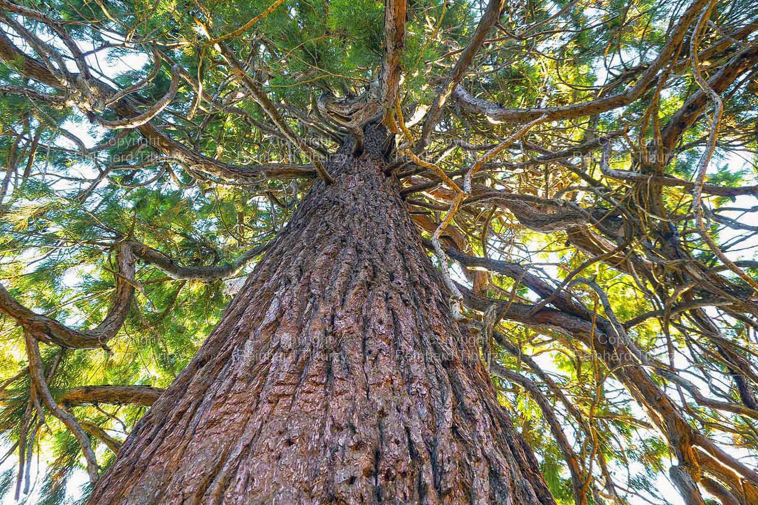 giant_sequoia_tree