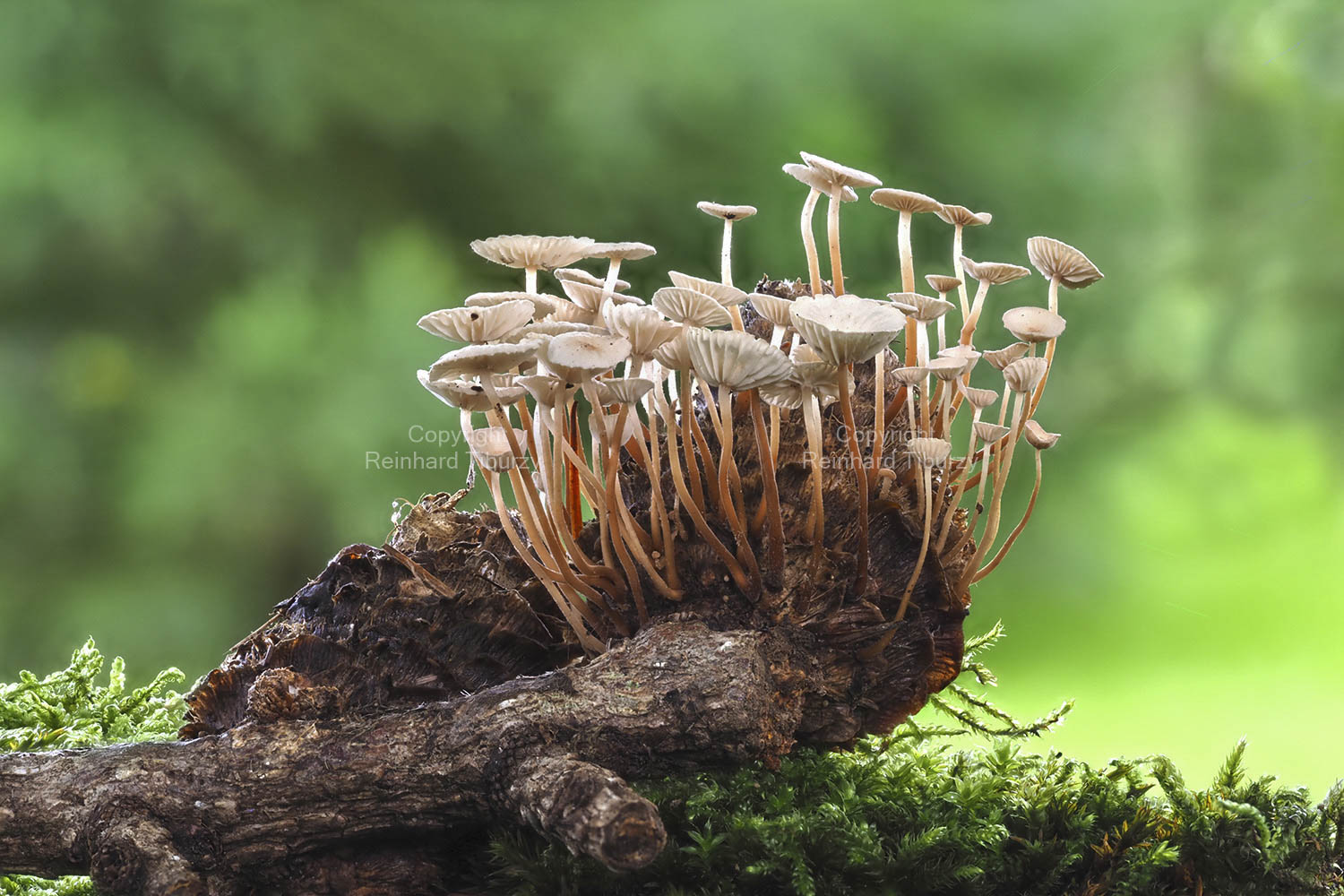 spruce_cone_cap_fungus