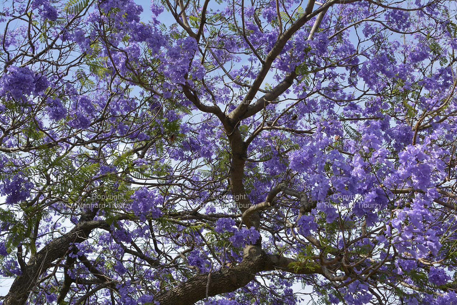 jacaranda_tree_South-Africa