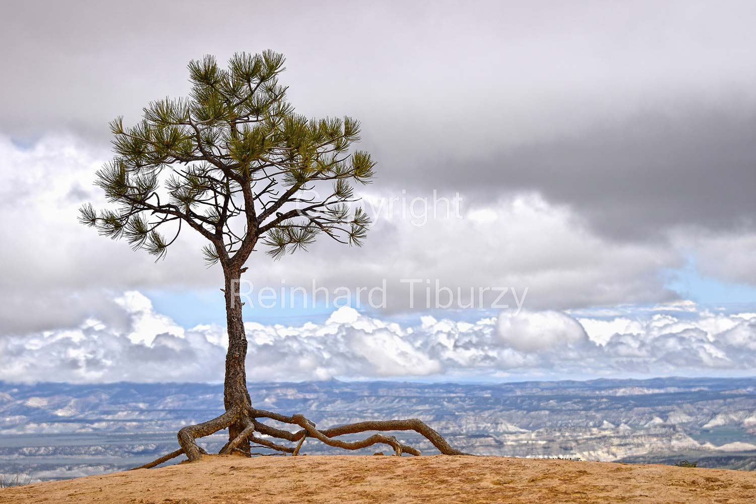 pine_tree_Grand_Canyon_USA