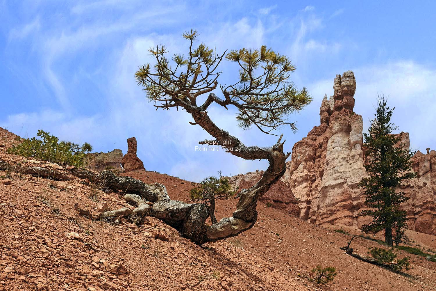 pine_tree_Bryce_Canyon_USA