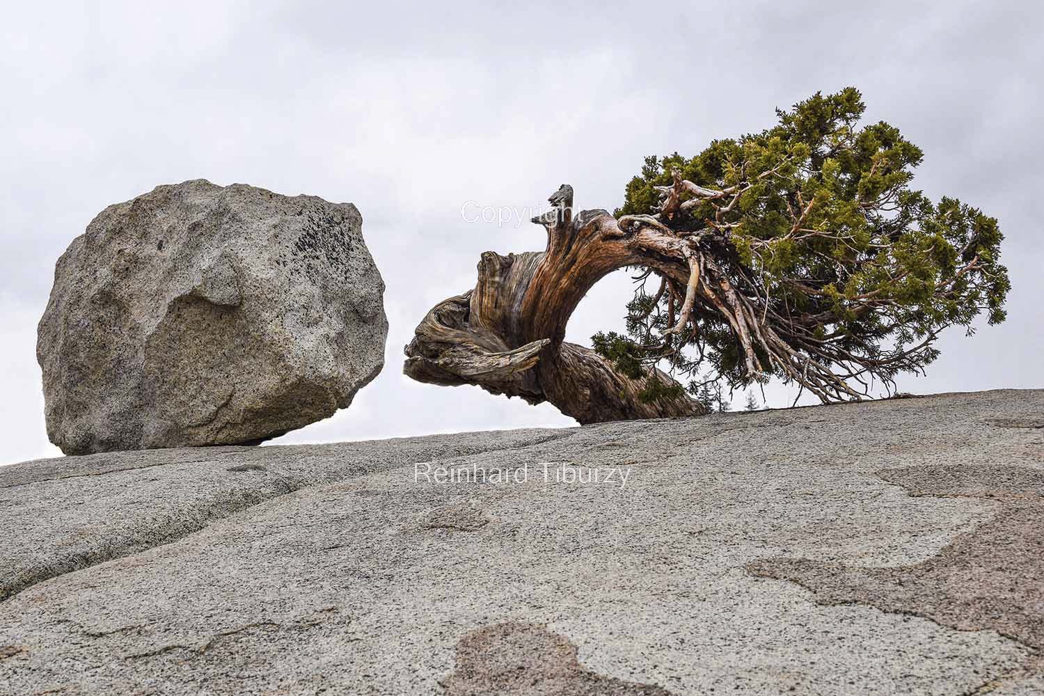 boulder_twisted_pine_tree_Yosemite_National_Park_California_USA