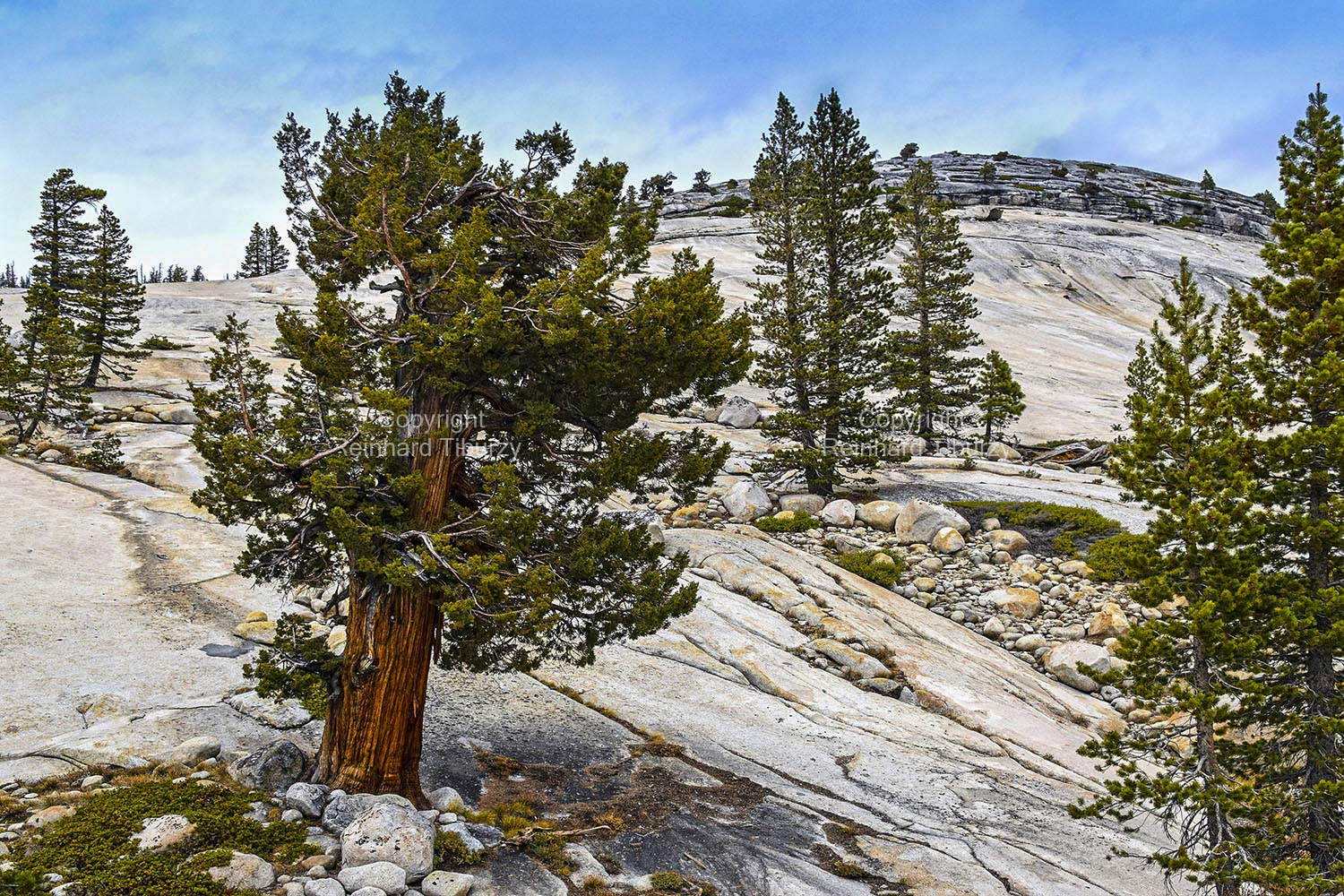 pine_tree_Yosemite_National_Park_California_USA