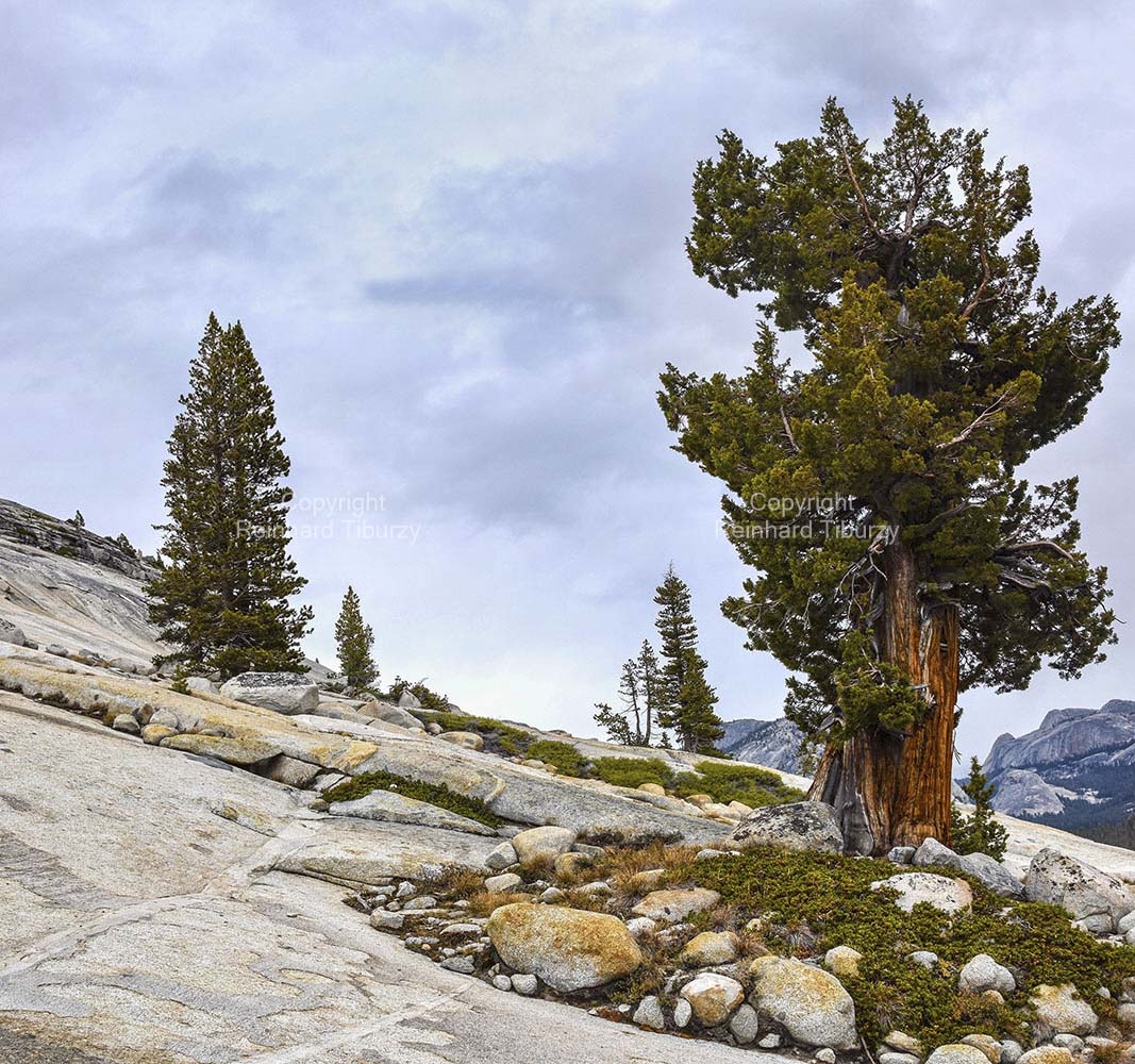 pine_tree_Yosemite_National_Park_California_USA