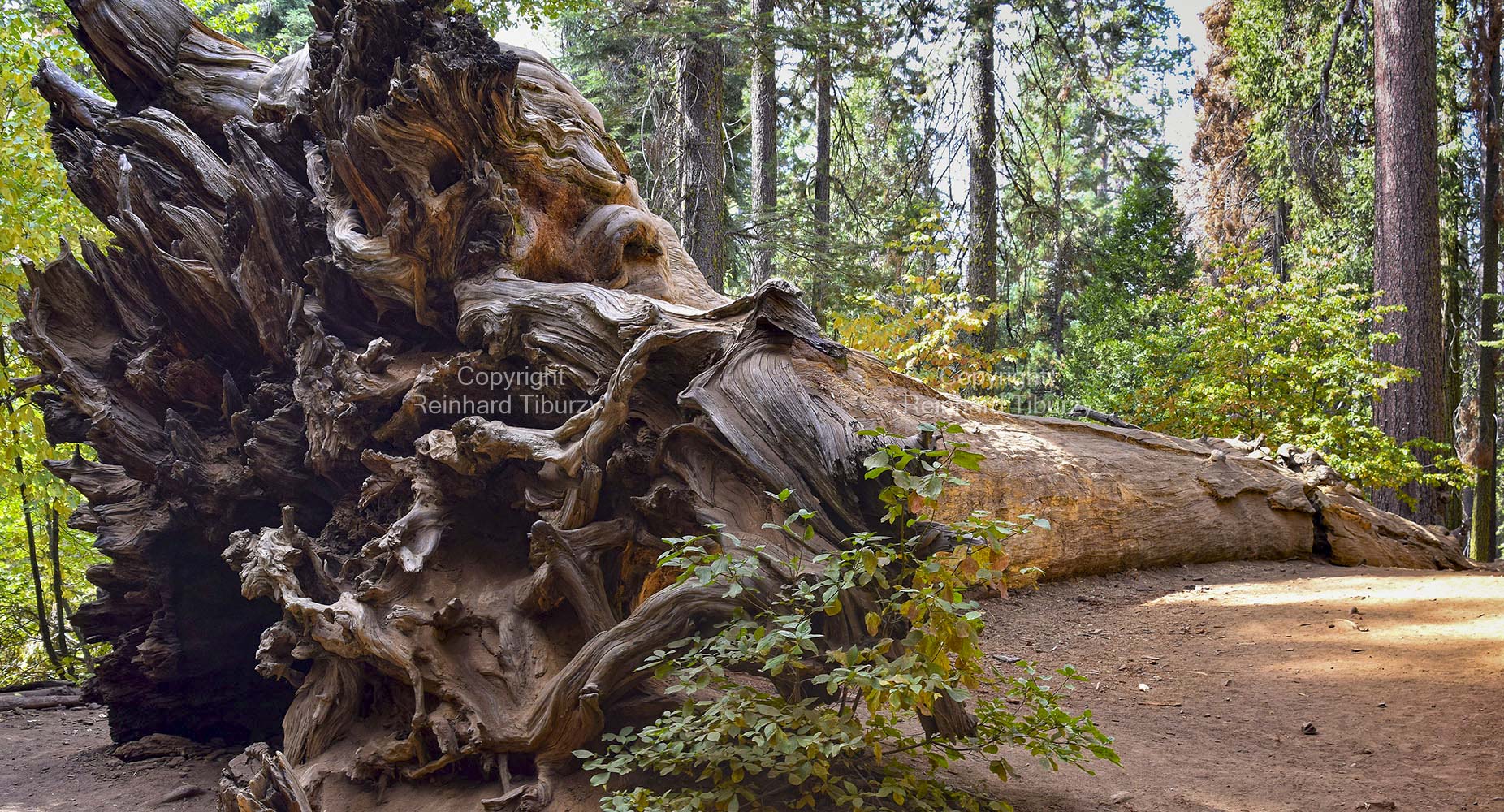 sequoia_tree_Yosemite_National_Park_California_USA