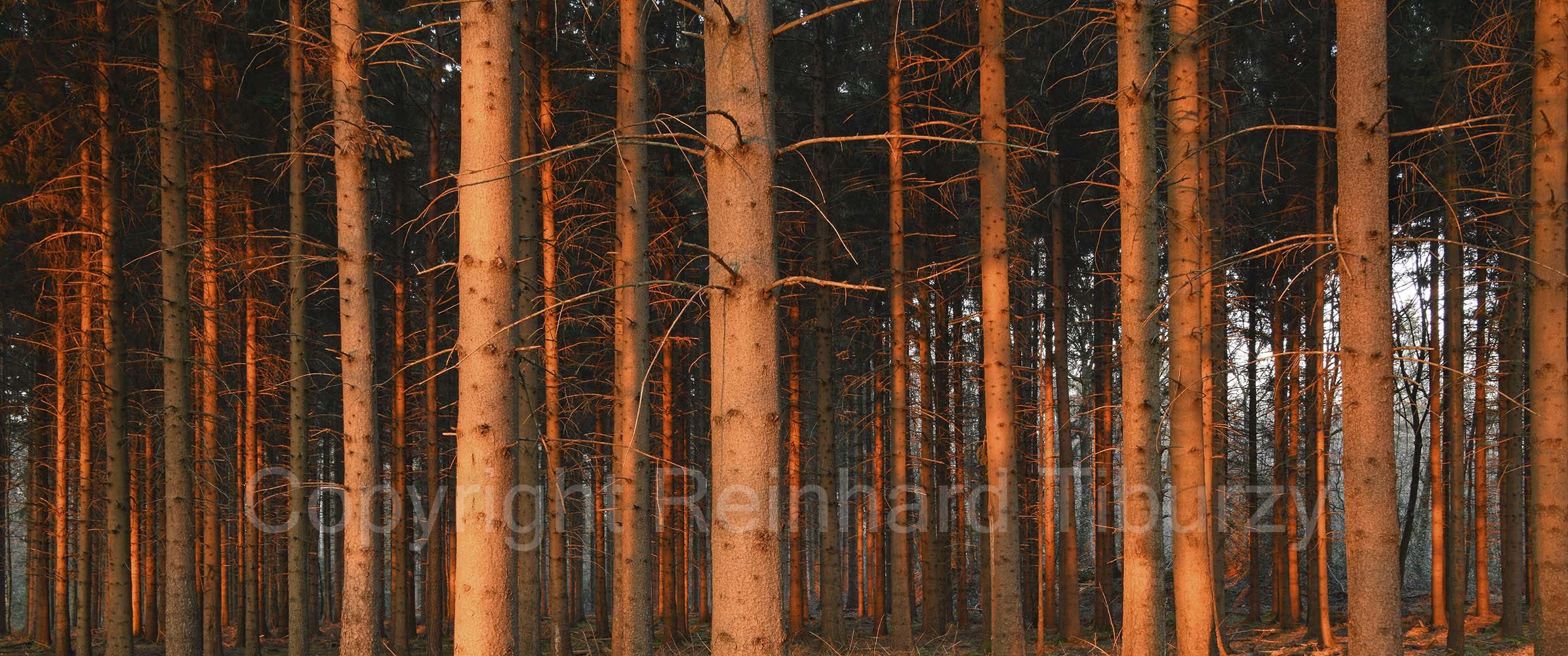 spruce_forest_evening_light
