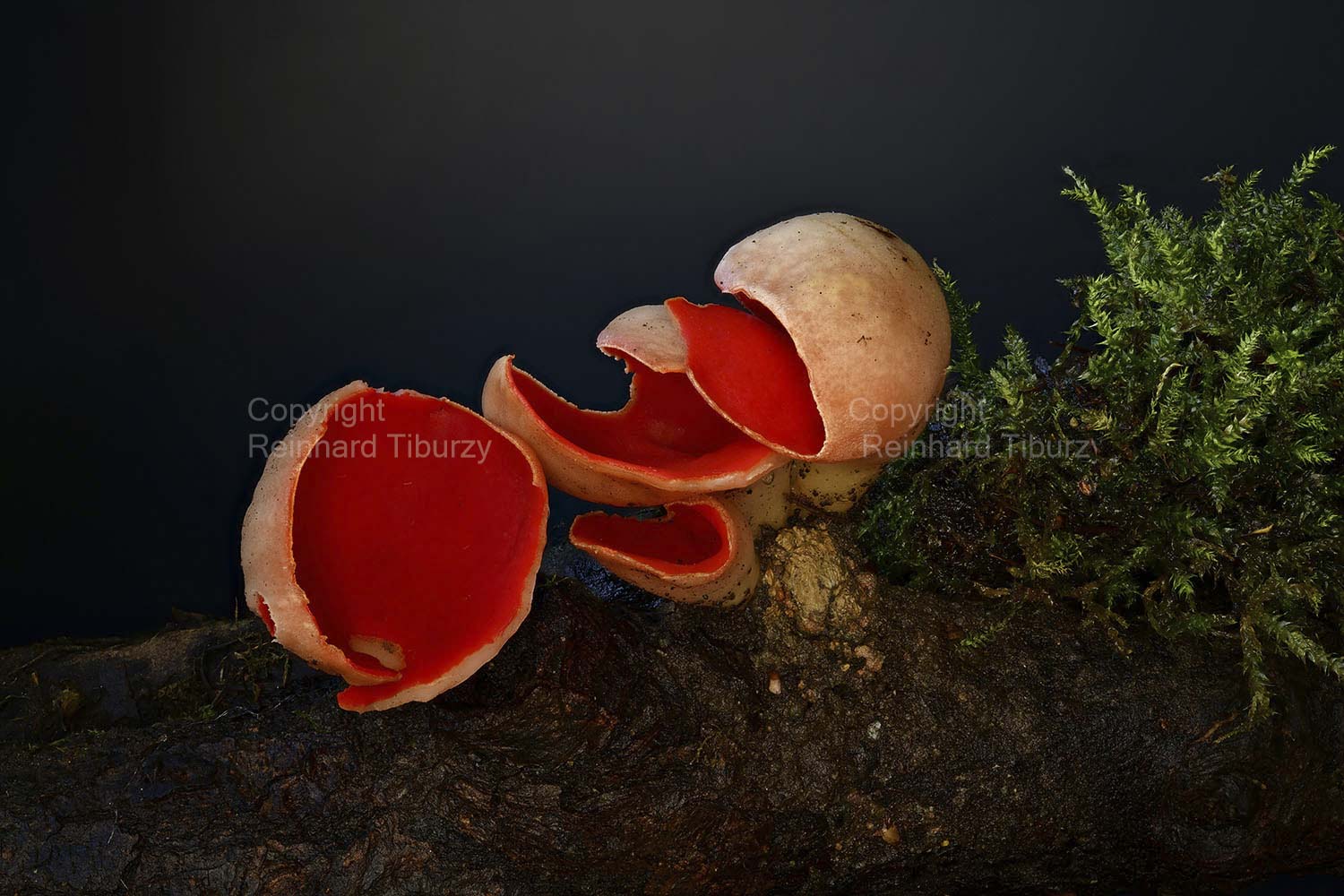 fungus_scarlet_cap