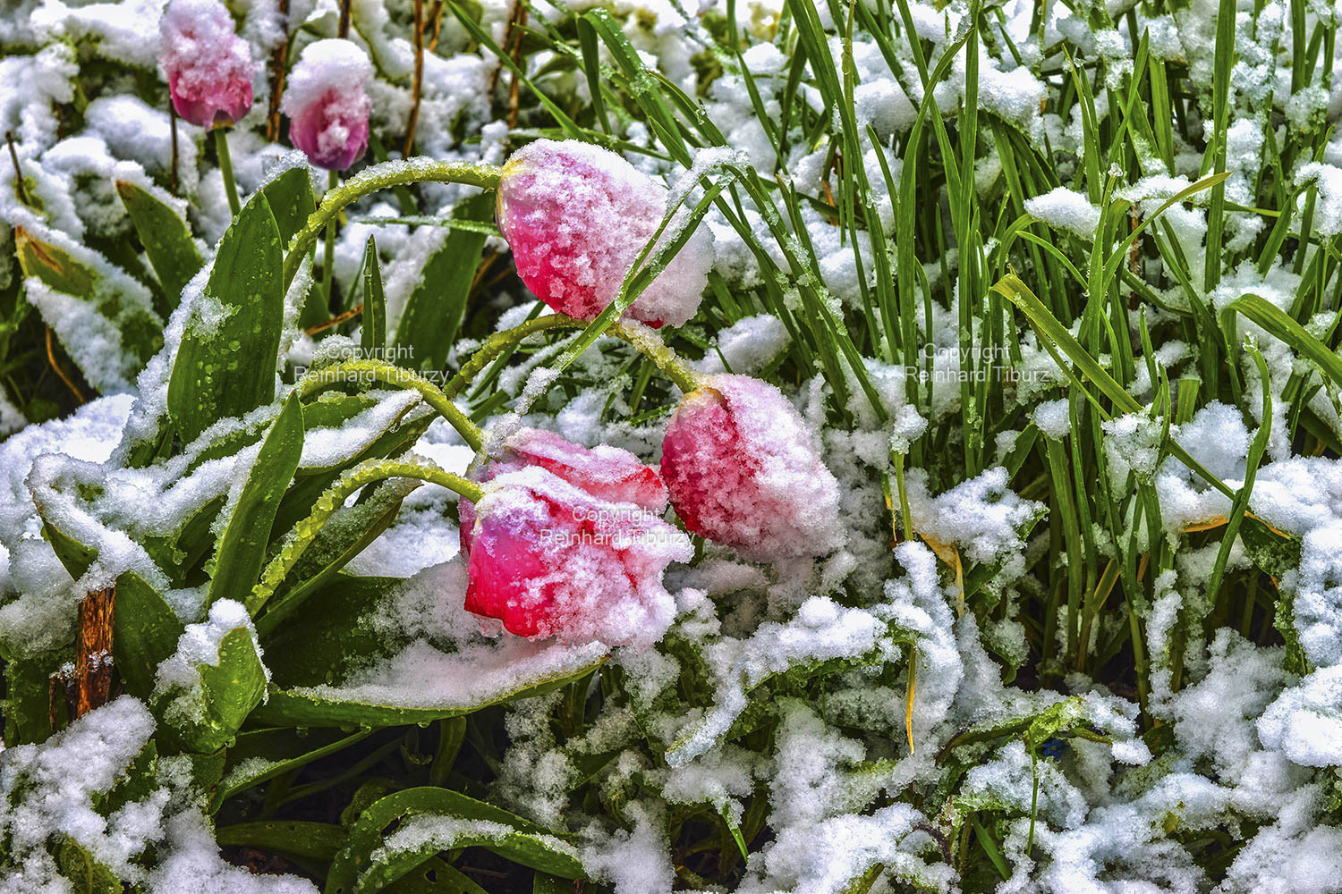 snow_covered_red_tulips_in_spring