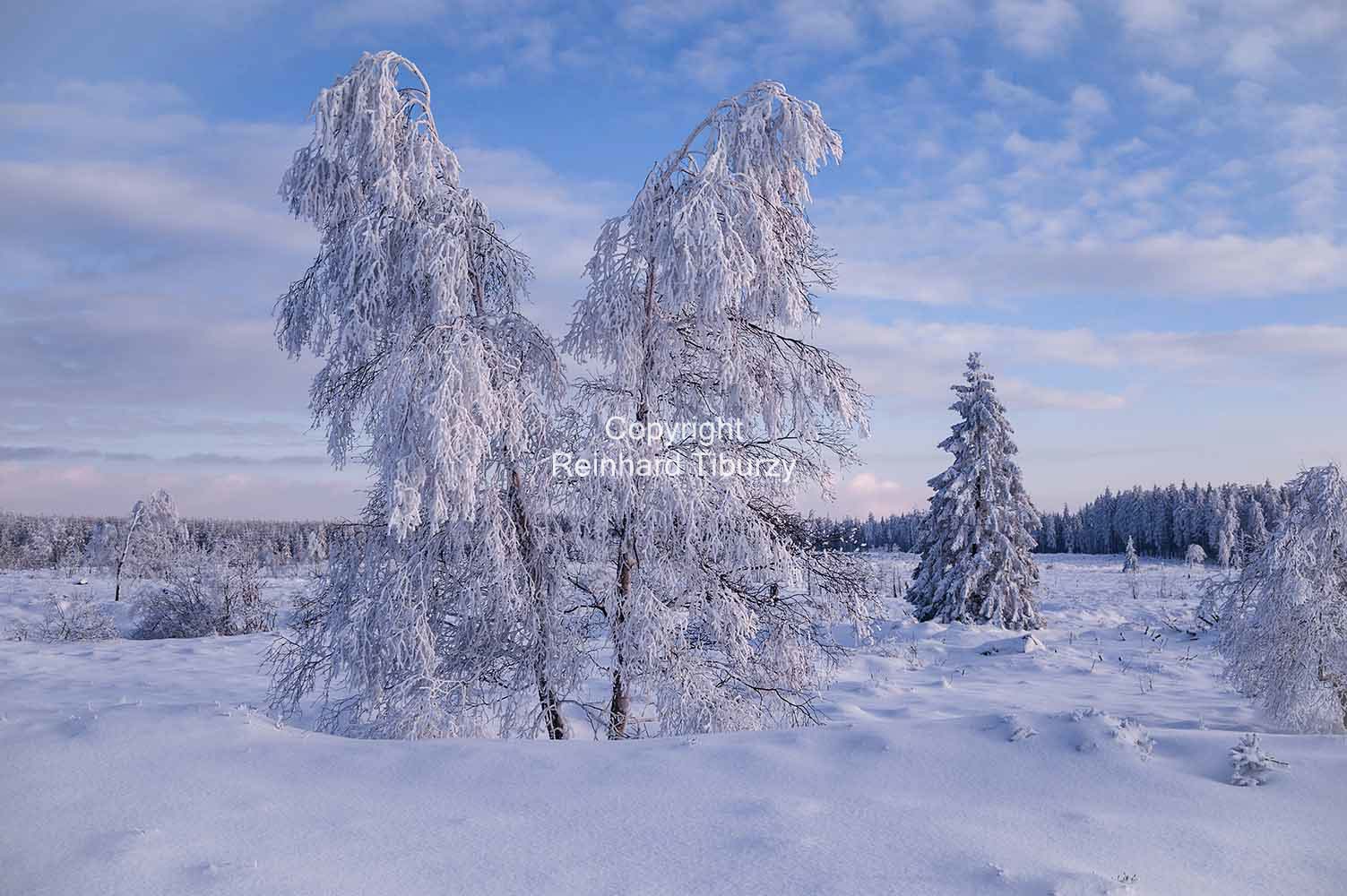trees_winter_high_fens_Belgium