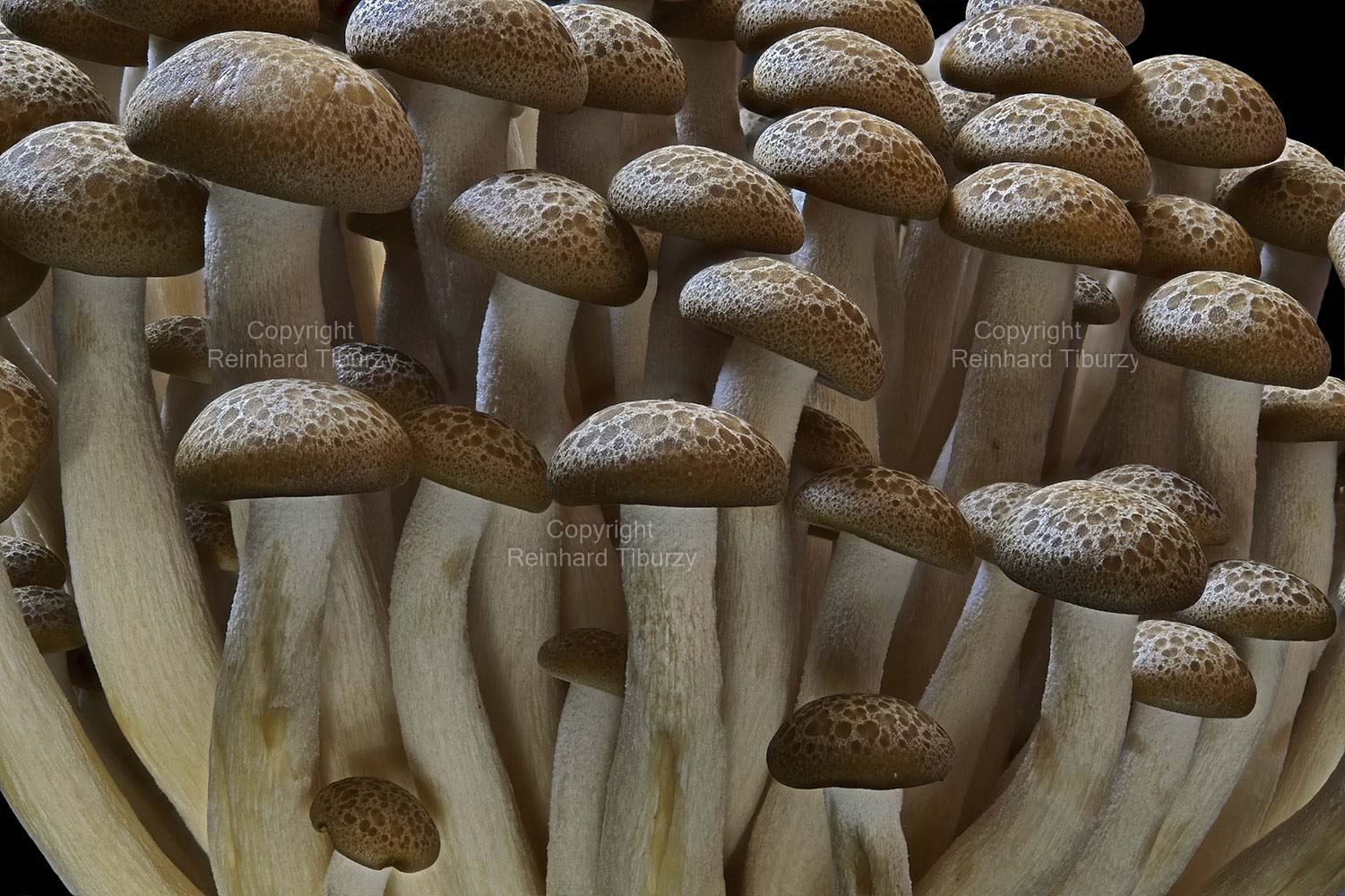 raw_beech_mushrooms